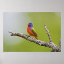 Search for bunting posters Bird