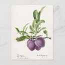 Search for plums postcards Purple