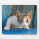 Search for calico electronics Animal