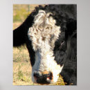 Search for bull posters Steer
