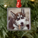 Search for siberian husky christmas tree decorations Puppy