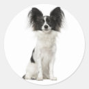 Search for papillon stickers Puppies
