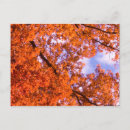 Search for leaf note postcards Leaves