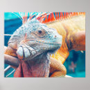 Search for iguanas posters Rhinoceros iguana