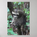 Search for racoon art posters Nature