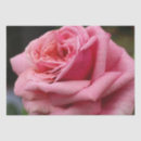 Search for pretty tissue paper Rose