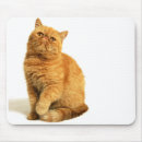Search for sweet cats electronics Animal