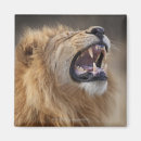 Search for male magnets Africa