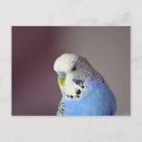 Search for budgie postcards Parrot
