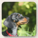 Search for short coasters Black and tan