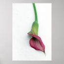 Search for restful posters Floral