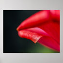 Search for curls posters Floral