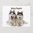 Search for puppy face postcards Animal
