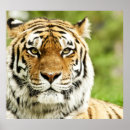 Search for endangered tigers posters Siberian