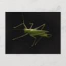 Search for green grasshopper postcards Nature