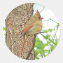 Search for red cardinal stickers Birds