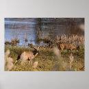 Search for buck and doe art Wildlife photography