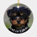 Search for teacup yorkie Pet