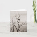 Search for bald tree cards Nature