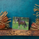 Search for clydesdale horse Ranch