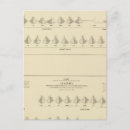 Search for lithographer postcards White