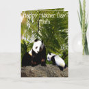 Search for panda bears cards Cub