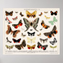 Search for vintage moth illustration posters Butterfly