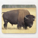 Search for steve mousepads Public land