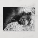 Search for black monkey postcards White