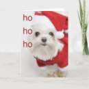 Search for maltese christmas cards Xmas