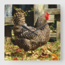 Search for black chicken art Farm