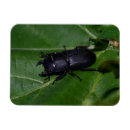 Search for beetles magnets Animal