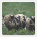 Search for farmyard stickers Pig