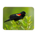 Search for black wings magnets Bird