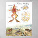 Search for vintage frog posters Biology