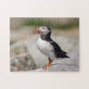 Search for puffin puzzles Wildlife