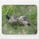 Search for groundhogs mousepads Animals