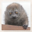 Search for lemur coasters Cute
