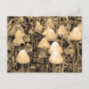 Search for wild mushrooms postcards Food