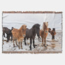 Search for icelandic horses blankets Colt