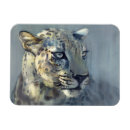 Search for spots magnets Predator