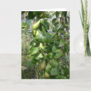 Search for pear photography Green
