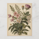 Search for vintage wildflowers postcards Illustration