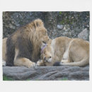 Search for lionesses blankets Big cat
