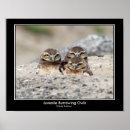 Search for burrowing posters Wildlife