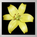 Search for stunning posters Floral