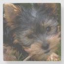 Search for yorkshire coasters Puppies