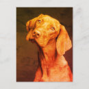 Search for vizsla postcards Dog