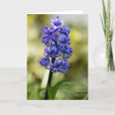 Search for hyacinth cards Garden