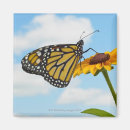 Search for monarch butterfly magnets Full length